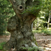 A Daloshegy öreg fája (Ülő medve)