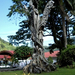 Faragott fa Szamoa szigetén Pago Pagoban.