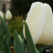 Variációk tulipánra 2.