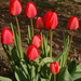 Variációk tulipánra 5.