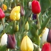 Színes tulipánok - fejléc