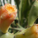 Kaktuszfüge