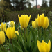Sárga tulipánok (2)