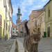 A Kolostor utca félszemű macskája