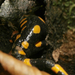 Foltos szalamandra (rémületében elbújt )