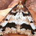 Nagy téliaraszoló lepke (Erannis defoliaria)