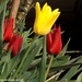 Variációk tulipánra