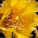 Télálló kaktusz virága