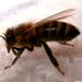 Krajnai dolgozó méh