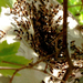 Házi méhek a játszótéri platánfa odvában