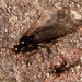 Normál hangya mellett egy szárnyas hangya