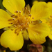 Sárga virág közeli felvétel