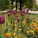Deák tér tulipánokkal