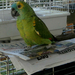 Újságolvasó papagáj