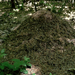 Óriás hangyaboly a soproni parkerdőben