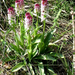 Sömörös kosbor (Orchis ustulata) by kelepeti