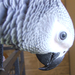 Album - Bodza (African Gray)