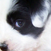 Rozsdás Halász Luela és Dagwood of Darkness Tibeti terrier kiskutyái.