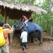 Indiai elefánt - 12