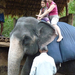 Indiai elefánt - 15