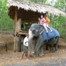 Indiai elefánt - 17