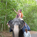 Indiai elefánt - 21