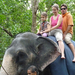 Indiai elefánt - 23