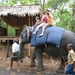 Indiai elefánt - 24