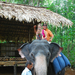Indiai elefánt - 36