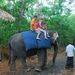 Indiai elefánt - 37