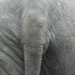 Indiai elefánt - 55