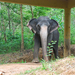 Indiai elefánt - 66
