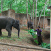Indiai elefánt - 78