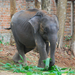 Indiai elefánt - 79