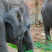 Indiai elefánt - 83