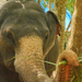 Indiai elefánt - 91