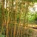 bambuszerdő