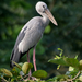 Asian Openbill (Anastomus oscitans) in Kolkata I IMG 0495