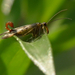 Repülő skorpió