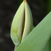 Bezárt tulipán