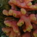 Korallok