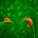 vladstudio snail and chameleon 1280x1024 121846