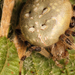 Négyes keresztespók (Araneus quadratus) 1-1