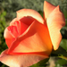 DSCN0264 rózsa