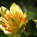 DSC 4403 amerikai tulipánfa virág