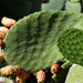 DSC 3471 kaktusz-tappancs