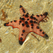 Starfish sziget csillaga
