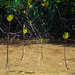 mangrove csemeték és erdő kezdemények...:)