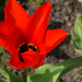 DSC 0862 piros tulipán