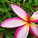 rózsaszín frangipani